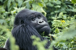 2019 Ends With Good News For Great Apes: Mountain Gorillas Increasing in Numbers